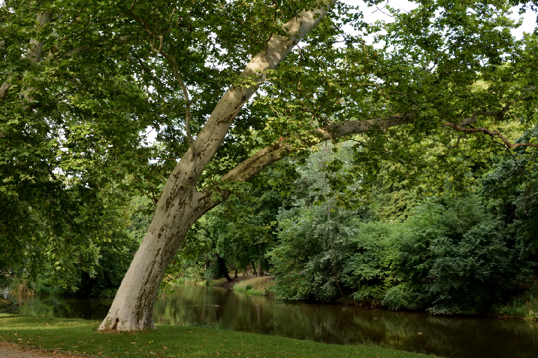 Foto: Peter Senko (2019)